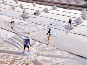 Chọn muối biển tinh khiết làm cá