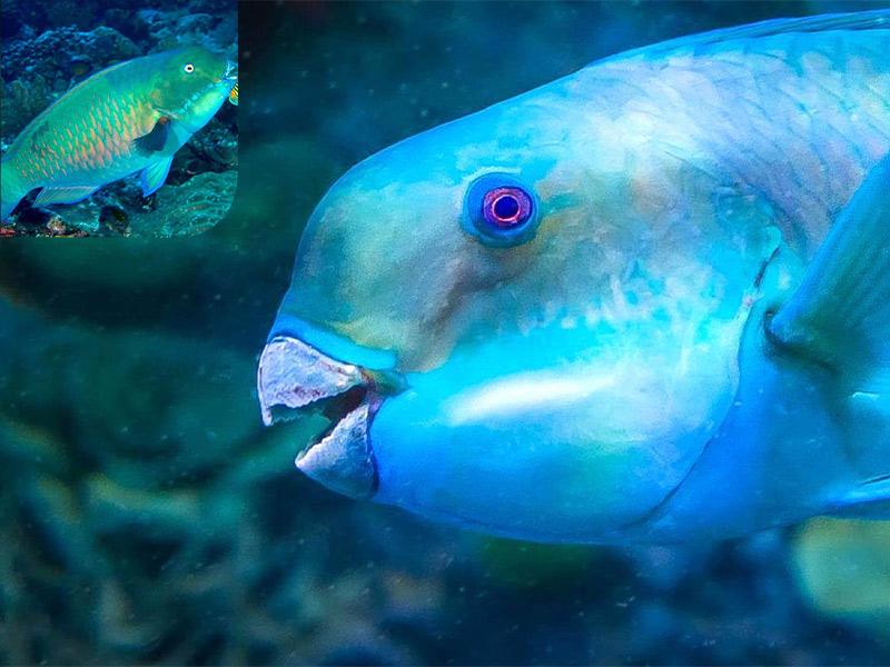 Cần bảo vệ cá vẹt