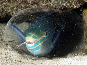 hãy bảo vệ cá vẹt