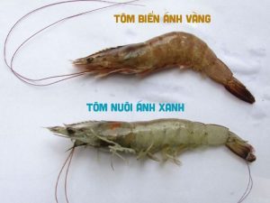 Tôm Biển Hay Tôm Nuôi Sẽ Chắc Thịt Hơn?