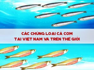 Cá cơm vàng ruột đỏ