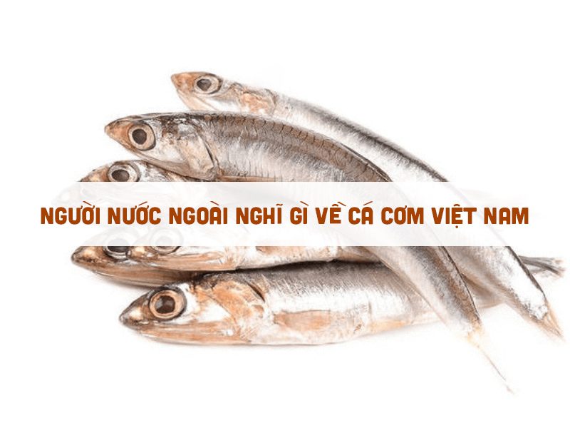 Người nước ngoài nghĩ gì về cá cơm Việt Nam