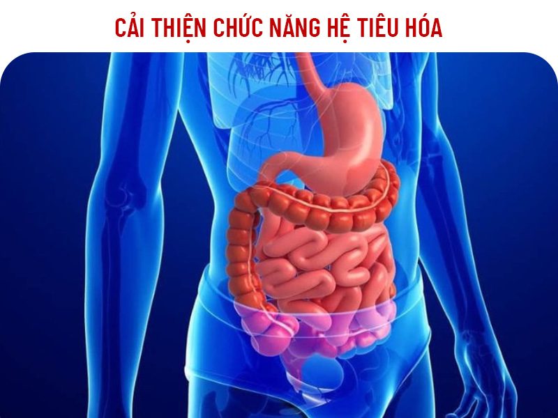 Cải Thiện Chức Năng Hệ Tiêu Hóa