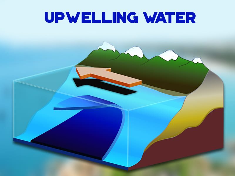 "UPWELLING WATER" PHENOMENON BRINGS THE RARE RED ANCHOVIES