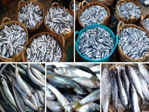 Các loại cá làm ra nước mắm thơm ngon