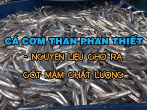 Cá Cơm Than Phan Thiết - Nguyên Liệu Cho Ra Cốt Mắm Đặc Biệt